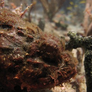 Scorpion Fish