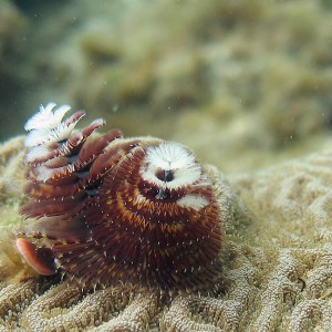 Christmastree worm