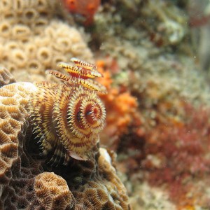 Christmastree worm