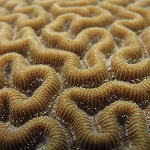 Brain Coral