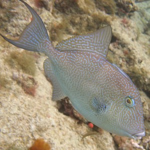 Triggerfish