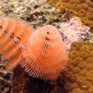 Christmas tree worm