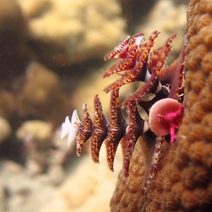 Christmastree worm