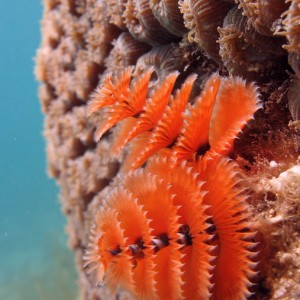 Christmas Tree worm