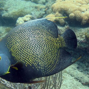 Angelfish