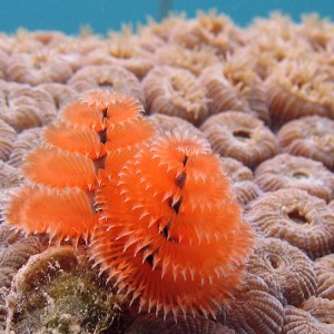 Christmas tree worm