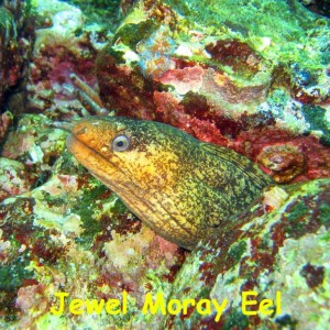 Enderby Island, Galapagos