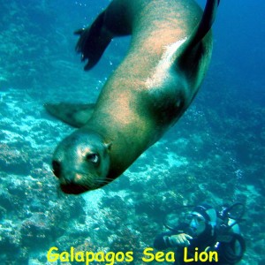 Enderby Island, Galapagos