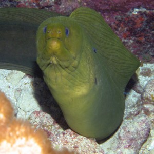 Green Morey eel
