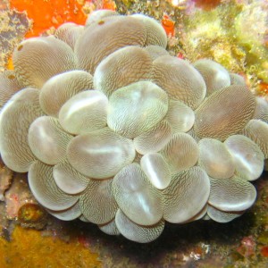 soft_coral1