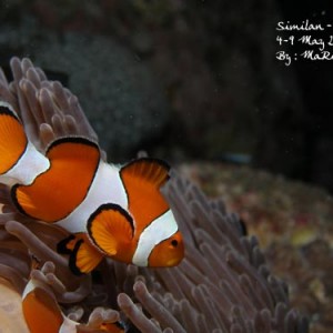 Similan-Surin ~ May 2006