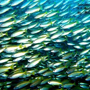 Similan-Surin ~ May 2006