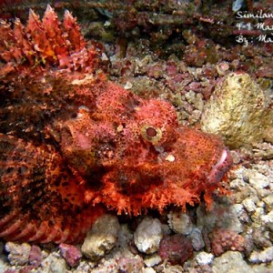 Similan-Surin ~ May 2006