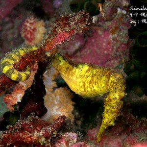 sea horse