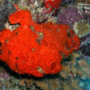 Frog Fish