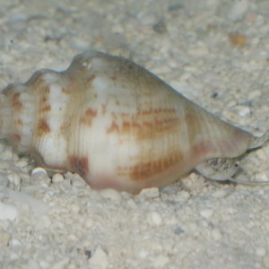 conch