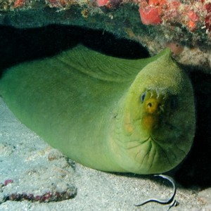 Moray and Drum