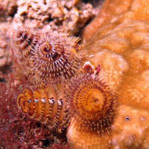 Christmas Tree worm