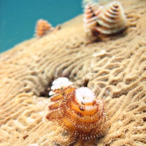 Christmas Tree worms