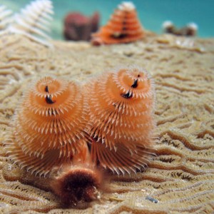 Christmas Tree worm