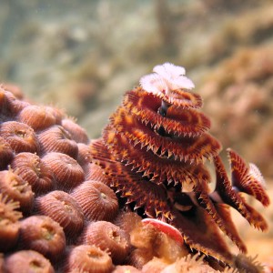 Christmas Tree worm