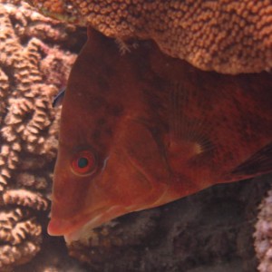 Fish being cleaned