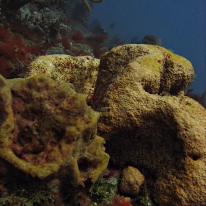 Elephant ear sponges?