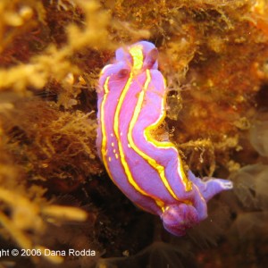 Chromodoris macfarlandi or MacFarland's Chromodorid