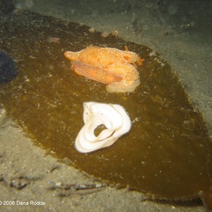 Nudibranchs and Eggs on Kelp