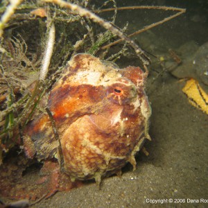 Octopus next to eel grass