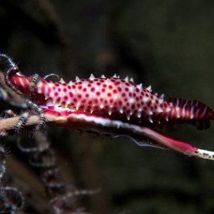 Bumpy Allied Cowry