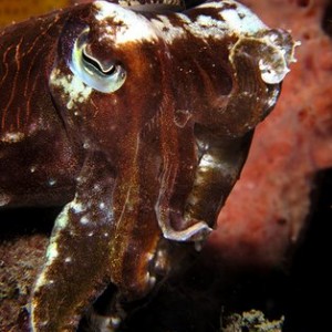 Baby Cuttlefish: "The Stance"