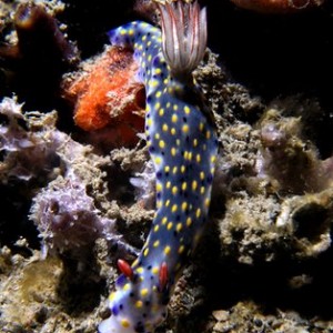 Hypselodoris