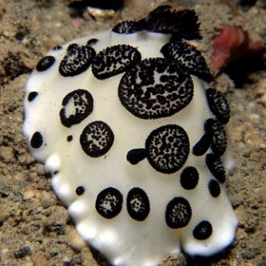 Very Plump Nudi