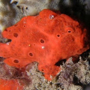 Little Orange Froggie