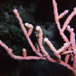 Pink Coral