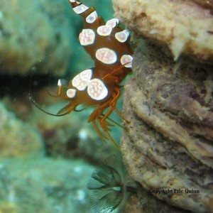 Anemone Shrimp (Basura)