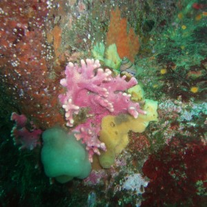 Hydrocoral, Lobed Tunicate, Encrusting Sponge