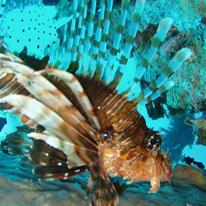 Lion Fish