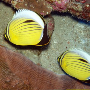 Arabian Butterfly Fish Couple