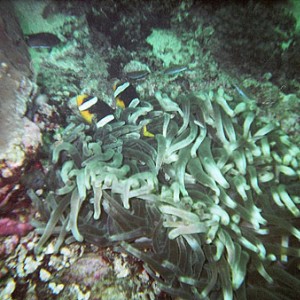 Clown fish in anemone