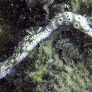Two Nudibranchs