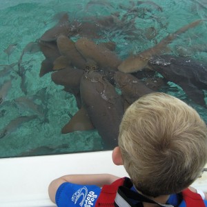 Watching the sharks