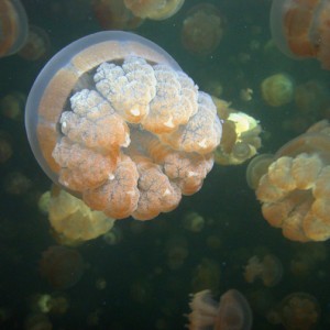 Jellyfish lake Palau