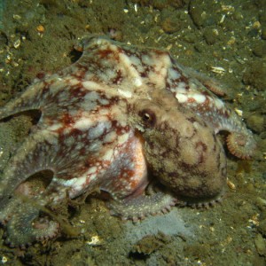young Giant Pacific Octopus