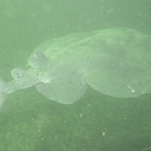 Pacific Electric Ray