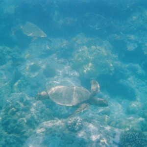 Sea Turtle(s) in Kona, Hawaii in the Place of Refuge