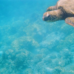 Sea Turtle(s) in Kona, Hawaii in the Place of Refuge