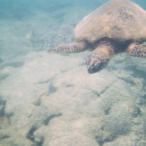 Sea Turtle(s) in Kona, Hawaii in the Place of Refuge