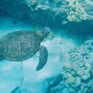 Sea Turtle(s) in Kona, Hawaii in the Place of Refuge